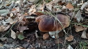 Ещё не прощание, но уже на пороге...Последние грибы осеннего леса.