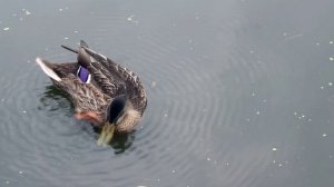 Чистка-мойка