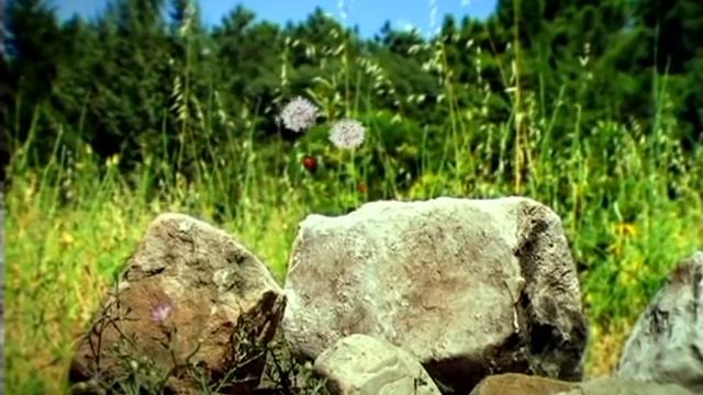 Букашки.История любви (1-й Диск. 3-я серия) смотреть онлайн