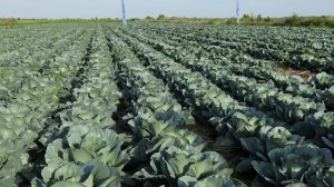 САКСЕСОР F1 | Овощная усадьба