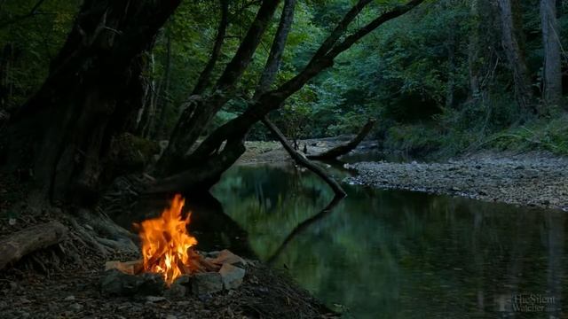 Аглаонема. Как сделать более кустистой аглаонему? смотреть онлайн