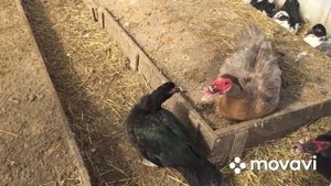 Собираем яйцо от Гусей/Вес яйца для инкубации/Гуси все несутся скоро стартует основная инкубация