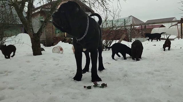 Лабрадоры малыши на прогулке. /Labrador kids on a walk. смотреть онлайн