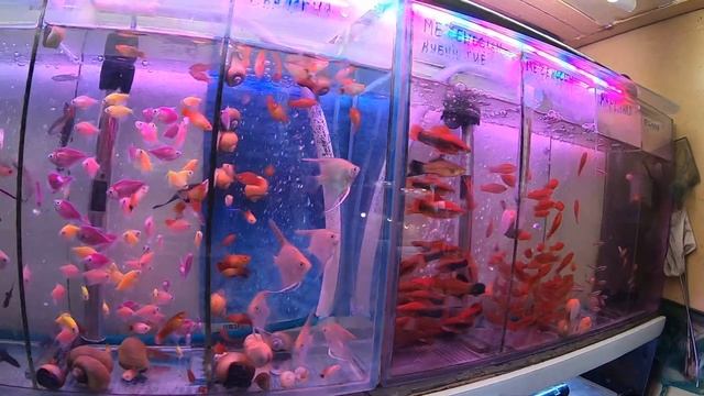 Староконный рынок ряд рыбок. #fish. Птичий рынок Одесса. Продажа рыбок. Рыба на любой вкус. Базар.