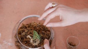 Пересадка Макодес Петола (Macodes Petola) в стекло