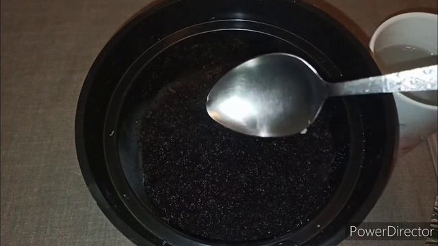 Стратификация семян лаванды за несколько минут (результаты в конце видео)