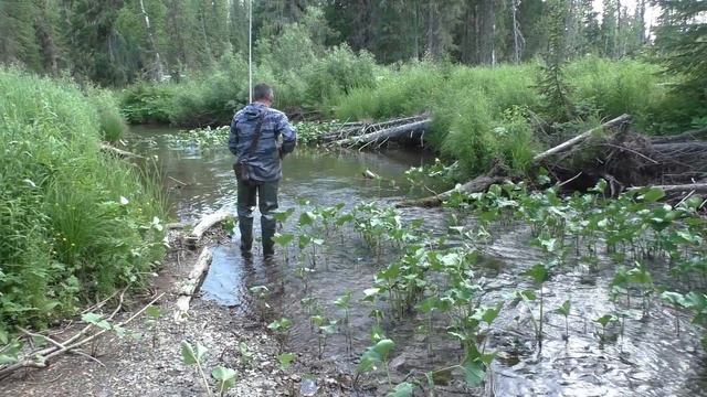 126 Серия Поймал Рыбу Хариус Удочка Поплавок Тайга, пошли вниз, Река Даугли