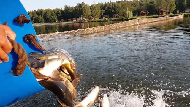 Запуск осетра и карпа 28 июля 2021 года смотреть онлайн