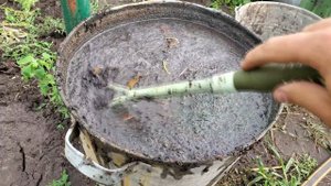 Удобрение из компоста для огурца, перца и баклажана. Органическое удобрение.