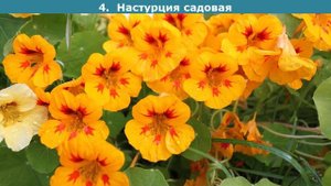 Неприхотливые летники для красиво цветущей клумбы