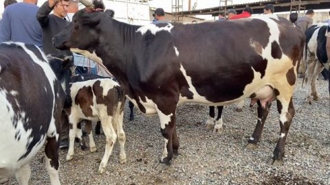 СЕМЕНТАЛ КИЛОШ 130 СОМОНИ ГУСАЛАЧА ДУШАНБЕ 1 СЕНТЯБР 2021