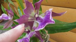 Срочно всем рекомендую.  Орхидея Zygonisia Murasaki komachi .