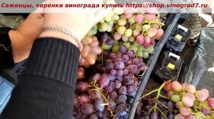 Полонез 50, Низина, Ланселот, Князь Трубецкой - что довисело до 12 октября на кустах винограда?