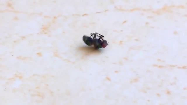 Freestyle мухи смотреть онлайн