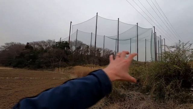 Бамбуковая роща и рисовые поля в Японии. смотреть онлайн