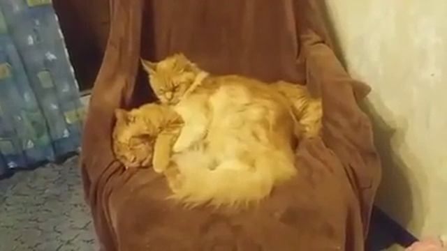 Кот Джокер и кошка Тиффани,порода мейн кун. смотреть онлайн