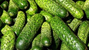 Всегда сажаю ЭТОТ сорт огурца и собираю урожай вёдрами! Делюсь своей находкой