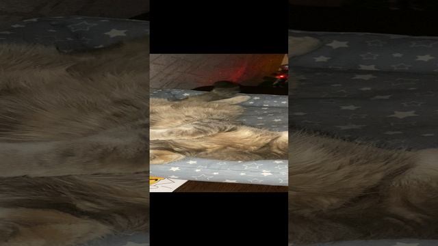 Пуша отдыхает / Pusha is resting