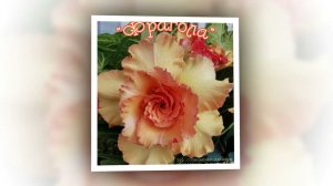 Финалисты опроса на лучший сеянец адениума в 2021 году