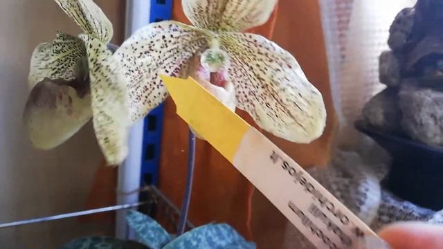Цветение paphiopedilum-a leucochilum ×sukhakulii. смотреть онлайн