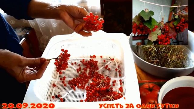 20.09.2020 Калина -делаем варенье, сохраняем все витамины ?. смотреть онлайн