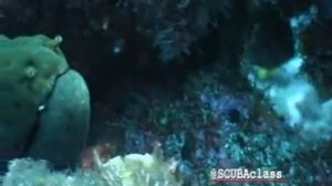 Дайвинг на Галапагосах.wmv