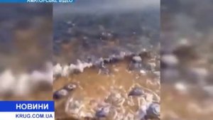 Медузы корнероты атакуют