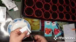 71. ПОСАДКА НА РАССАДУ КРУПНОПЛОДНЫХ ТОМАТОВ. РАССАДА ТОМАТОВ В 2021ГОДУ