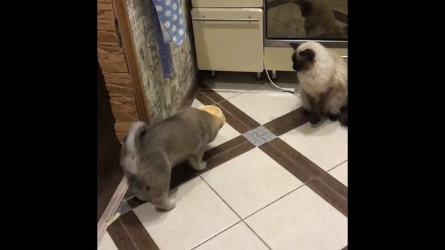 Щенки Западно- Сибирской Лайки смотреть онлайн