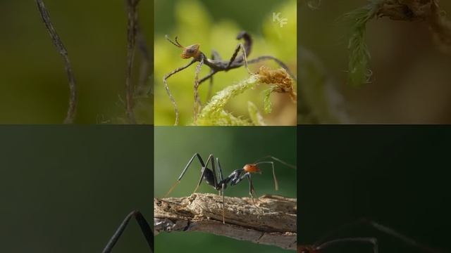 Палочники - короли камуфляжа  и неожиданная тактика размножения.