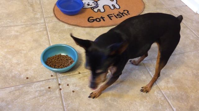 How a miniature pinscher eats