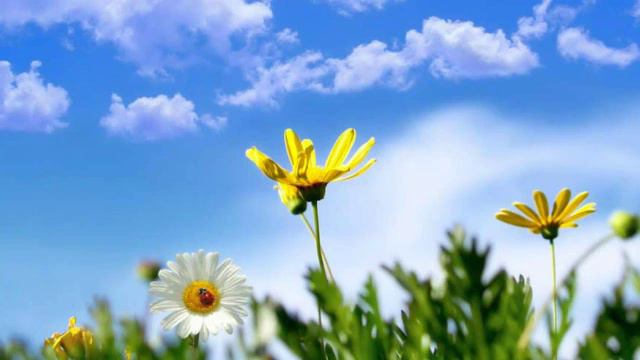 мы желаем(песня) смотреть онлайн