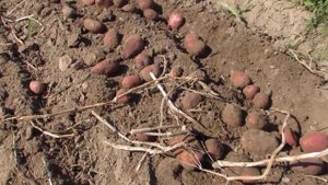 Копка картофеля картофелекопалкой 2018 год