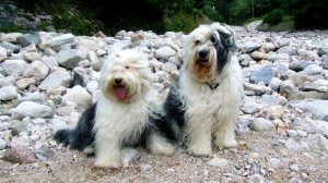 Порода собак. Бобтейл (Старо-английская овчарка). Оригинальная порода