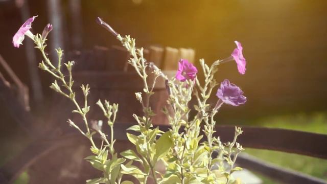 Свадебная история: Антон и Ксения 22 августа 2015 смотреть онлайн