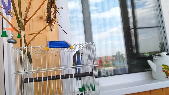 Что едят волнистые поугаи.|Питание волнистых попугаев.