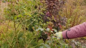 Обрезка роз осенью. Три способа укрытия роз на зиму.