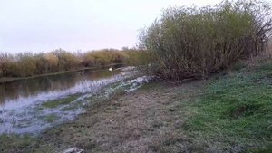 Лебедь на речке за огородами