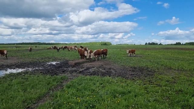 БЫЧКИ НА ПРОДАЖУ. Племенные герефорды, возраст от 15 месяцев . Цена от 165 тыс рублей за голову. смотреть онлайн