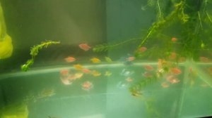 Как быстро очистить воду в аквариуме от мути и зеленой воды без химии, за 50 рублей! Секрет раскрыт
