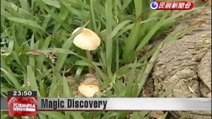 Surprise for man who unwittingly finds magic mushrooms in Yangmingshan