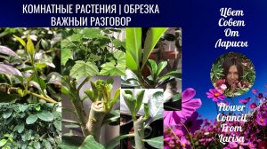 КОМНАТНЫЕ РАСТЕНИЯ ОБРЕЗКА ВАЖНЫЙ РАЗГОВОР 23.11.2019