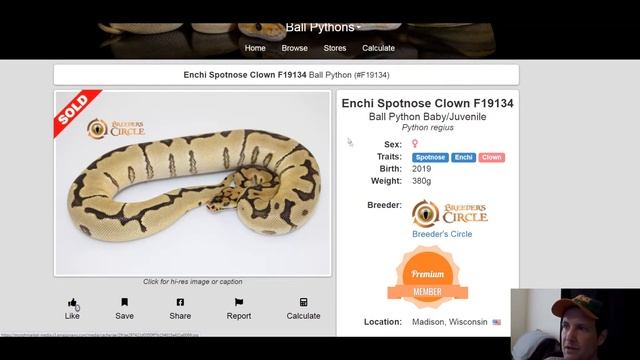 Breeders Circle Ball Python Morph Combos | Jack's Reptiles