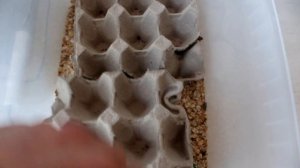 Ч. 4 Ферма мраморных тараканов (Nauphoeta cinerea) / Разведение, содержание и размножение