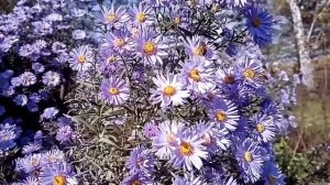 Сентябринка-октябринка.