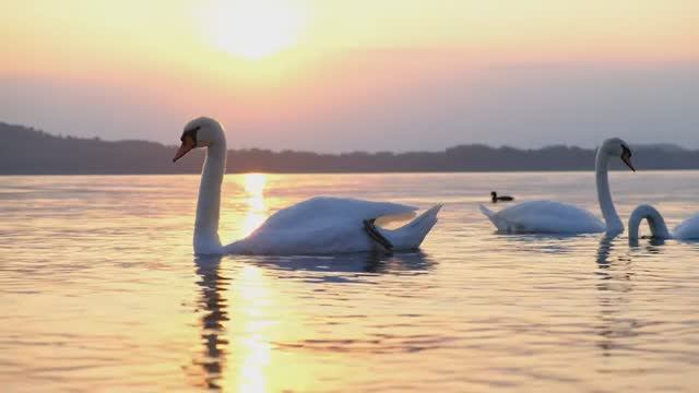 лебедь смотреть онлайн