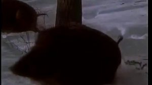 Амурский тигр vs вепрь Мегафайт