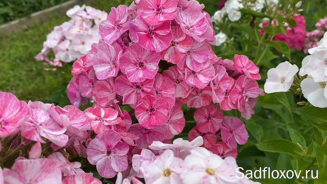 Флокс химера Фрекл Ред Шейдс (Freckle Red Shades) смотреть онлайн