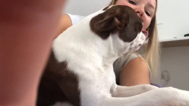 Милая собака | немного о Бостон Терьерах | cute Boston Terrier