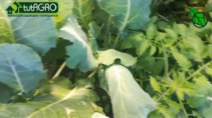 УЖАСНАЯ КАПУСТНАЯ БЕЛОКРЫЛКА УЛЕТИТ НАВСЕГДА! Простой способ борьбы с белокрылкой и гусеницами.